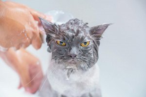 What is a GIF image
