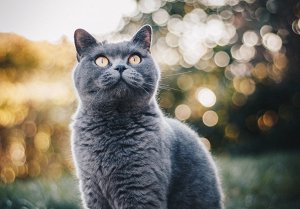 What is the definition of Bokeh in photography
