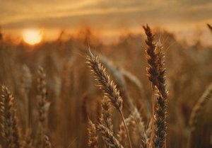 What is shallow depth of field and when to use it
