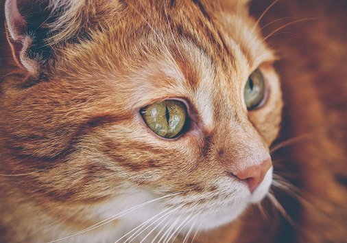 Focus on What Matters: Camera Focus Types for Vloggers
