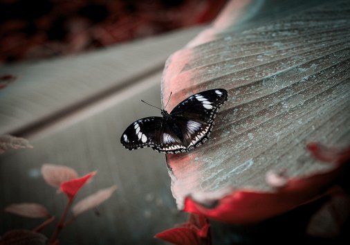 How to create video vignette effect online