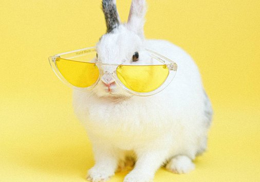 How to create funny animal videos with text