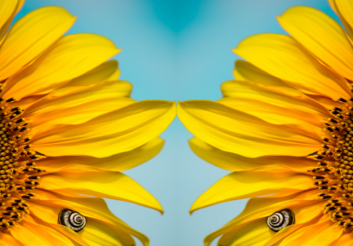 How to add a mirror effect in a video