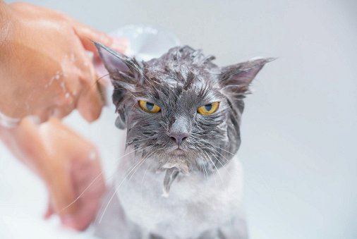 What is a GIF and How to Use Them