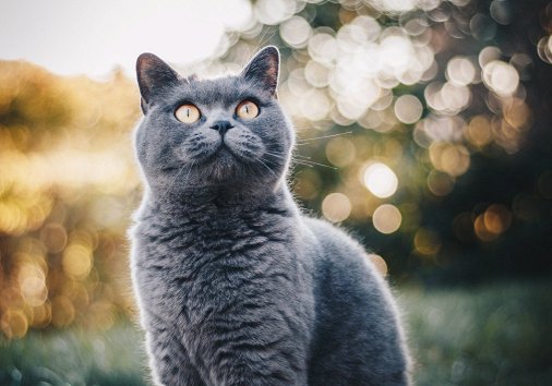 What is Bokeh Photography Effect