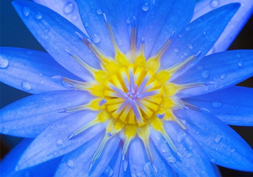 What are macro photos