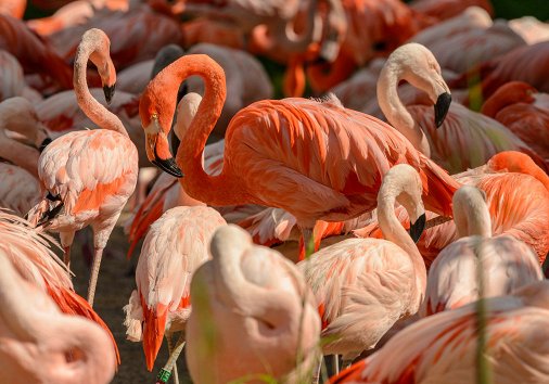 What is wildlife photography