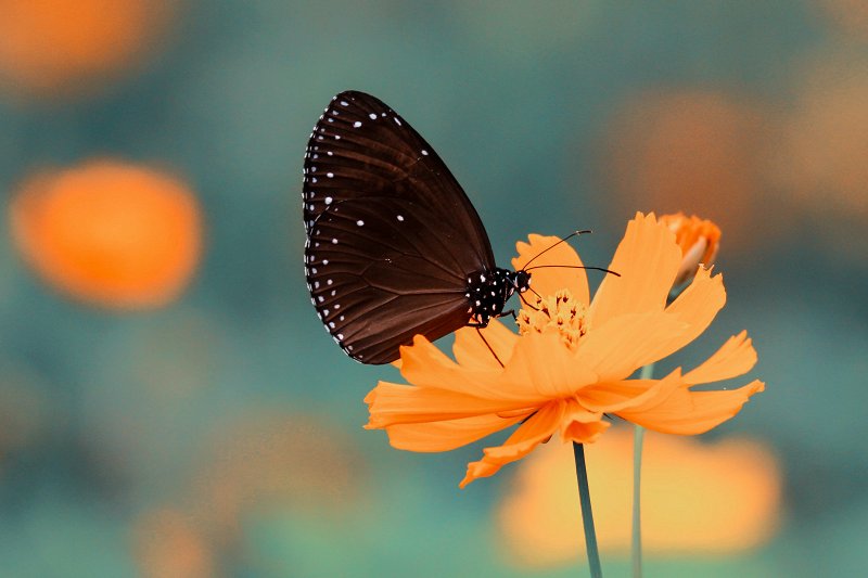 Photo on lens with 400mm focal length