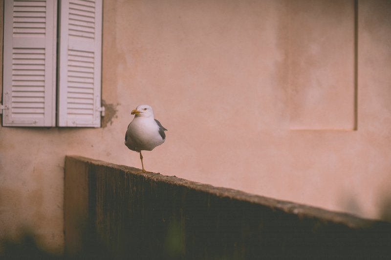 Bad white balance example with gull