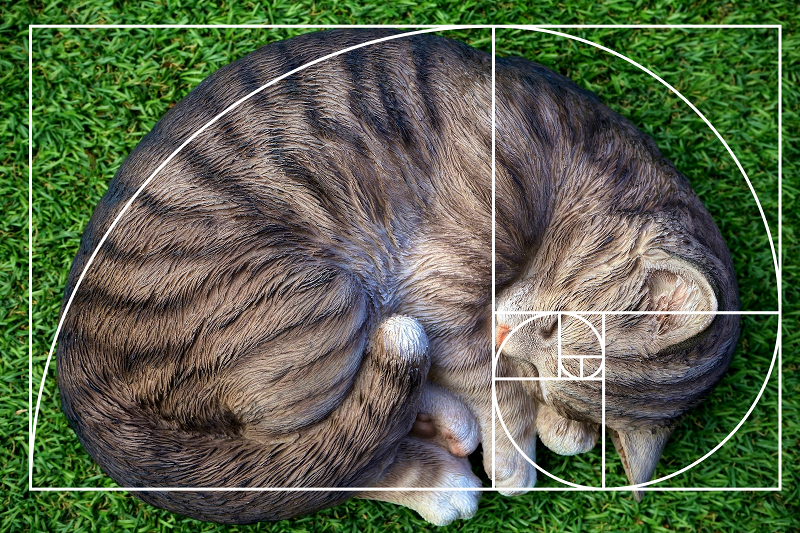Composition in photography golden spiral