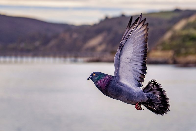 Flying bird ISO example