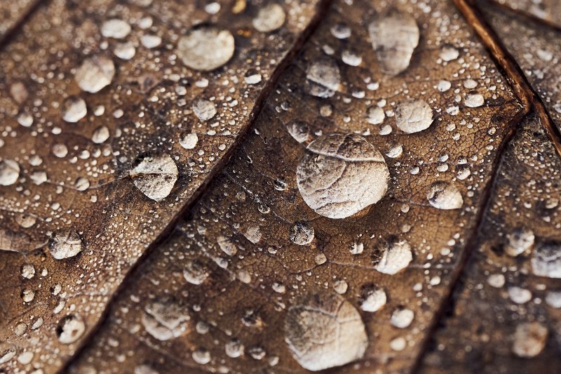 Example of macro photo on zoom lens