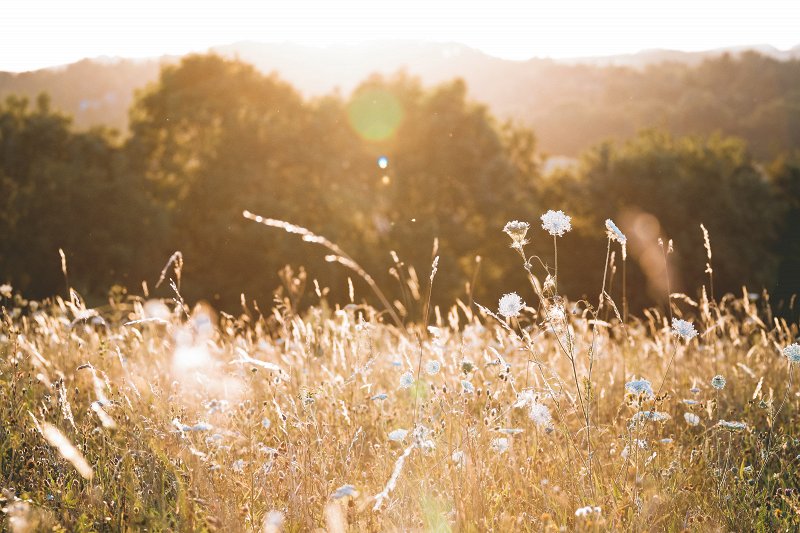 Golden hour for bokeh effect