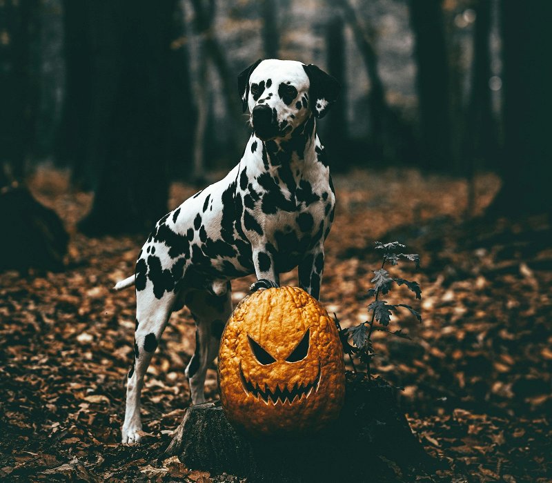Create a GIF with pets Halloween GIF with pets