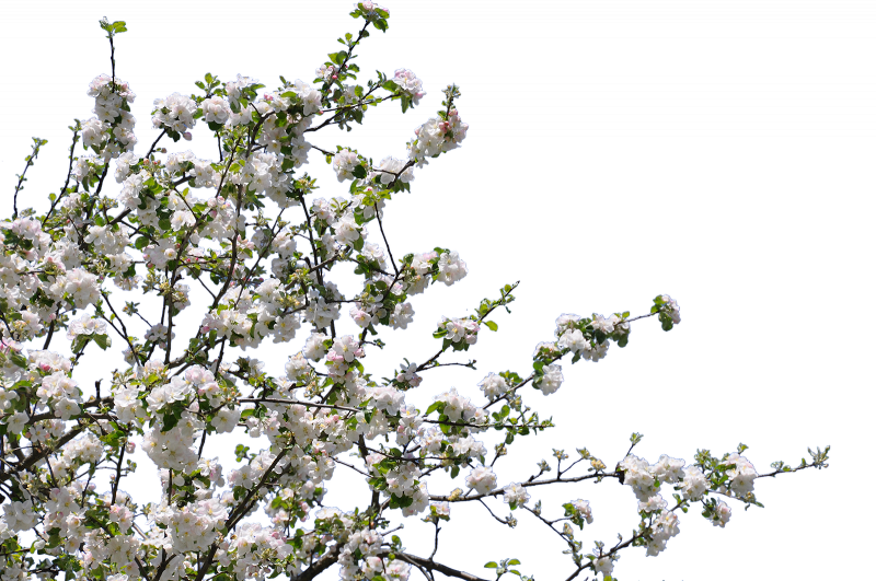 PNG transparent background