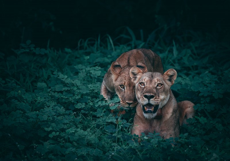 Telephoto lens wildlife photo example