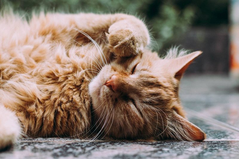 Cats in viral videos Trending videos with cats