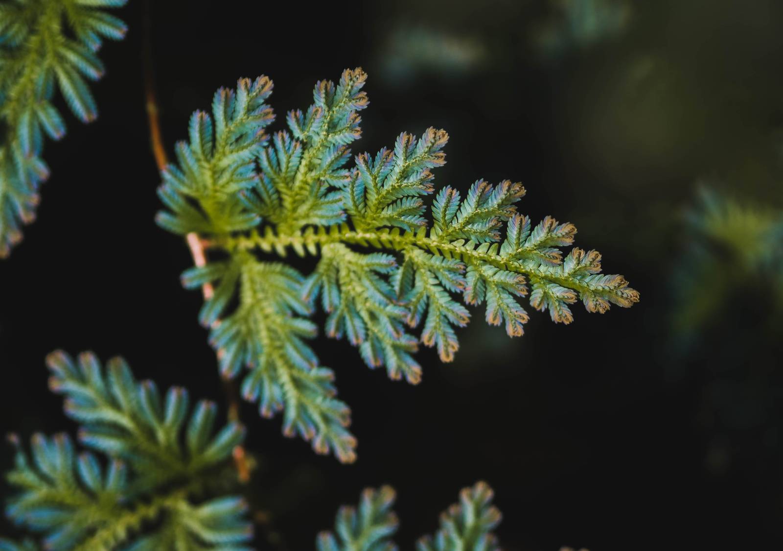 Macro photography picture with branch