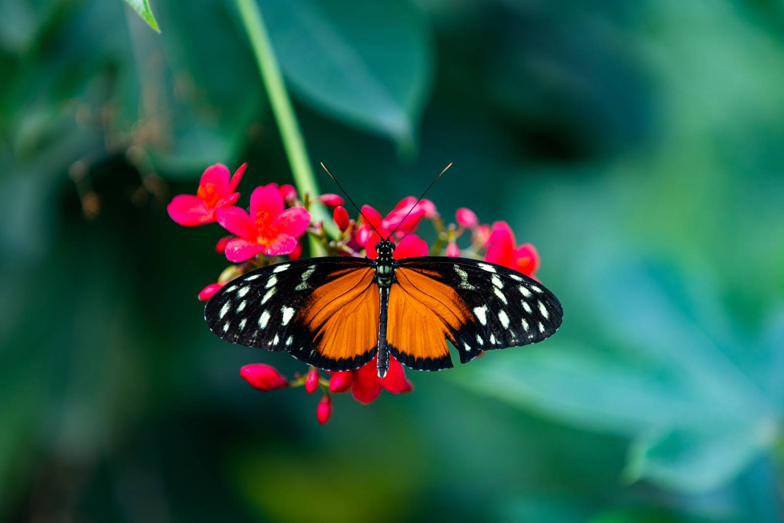 Butterfly macro photography example