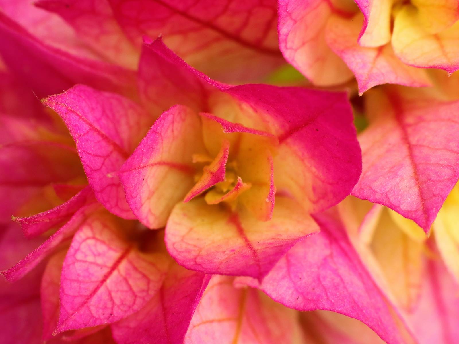 Macro photography picture with leaves
