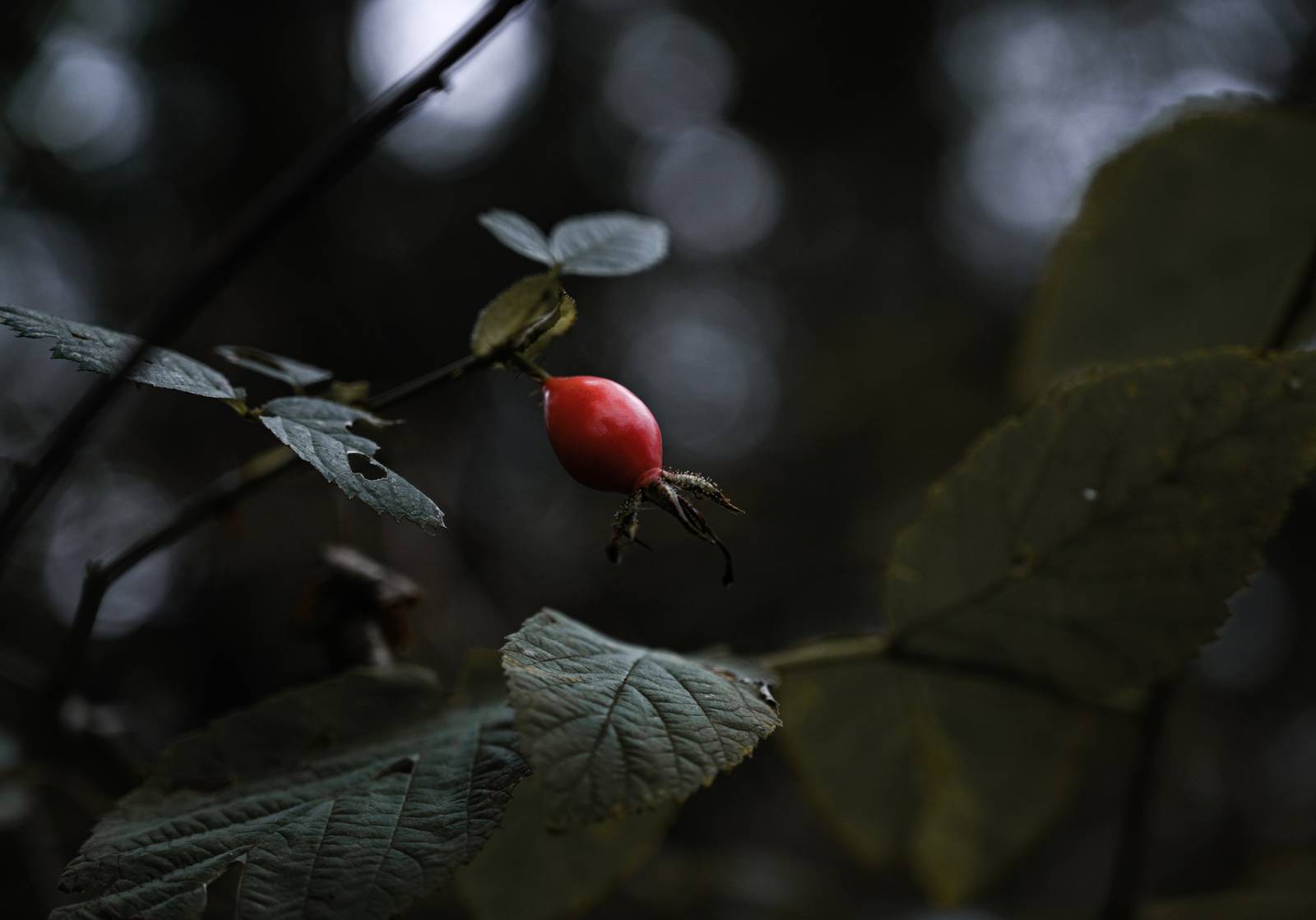 Isolation in picture with selective focus Selective focus isolation example