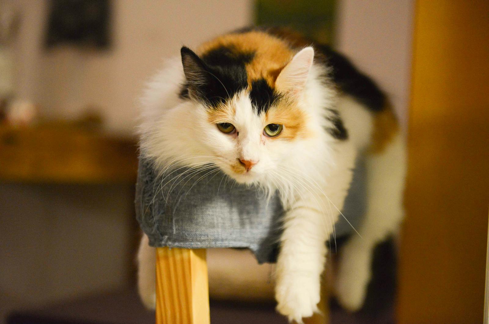 Shallow focus example