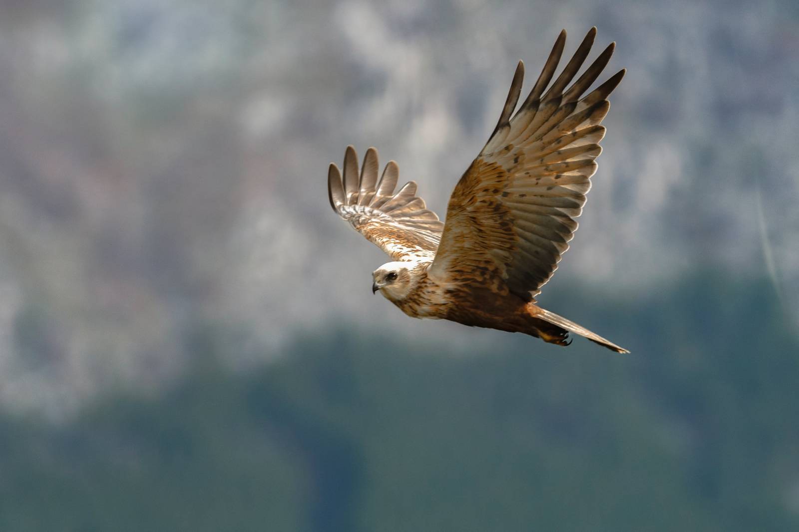 Shutter priority mode wildlife photo example