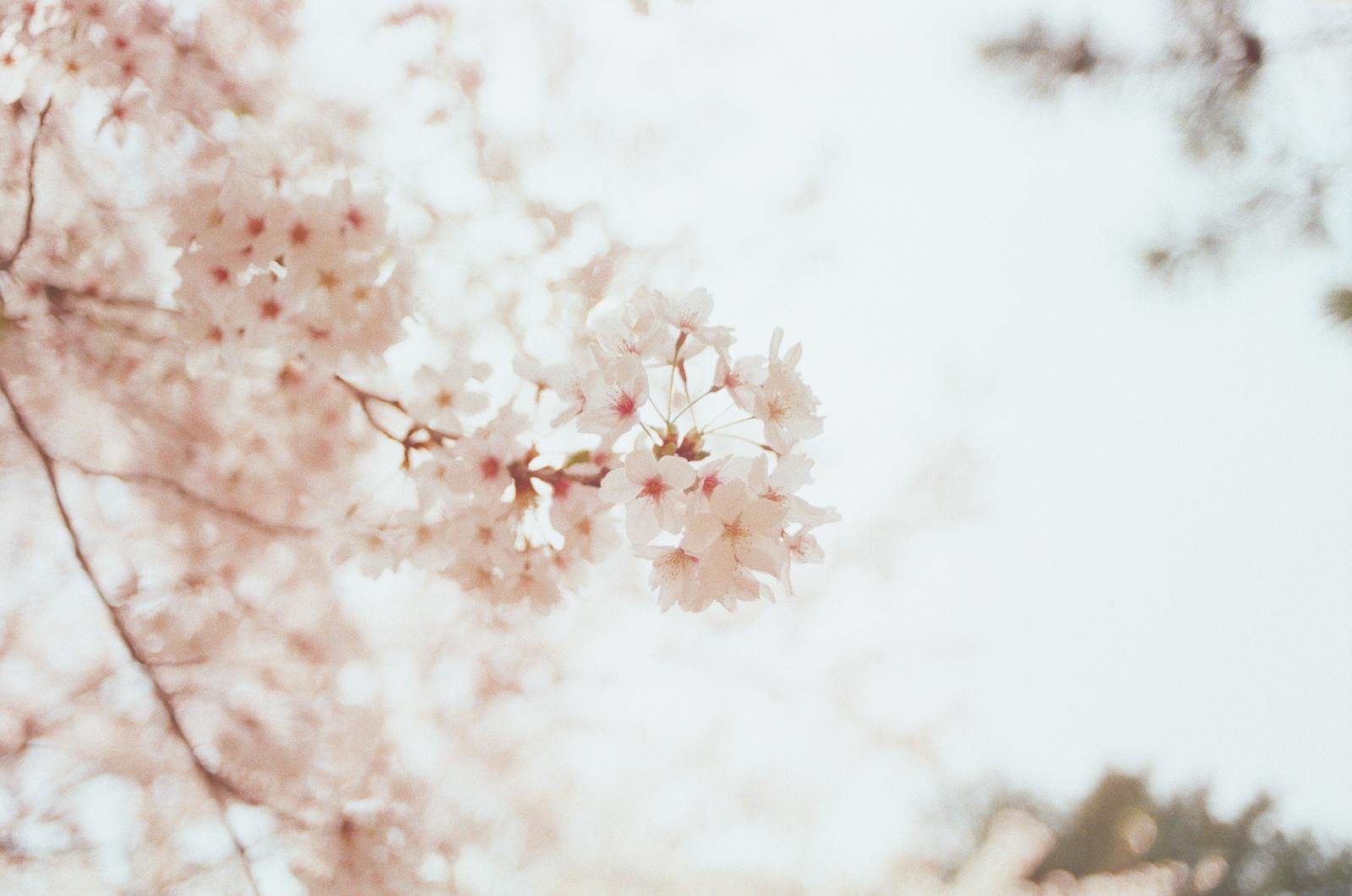 Soft focus example