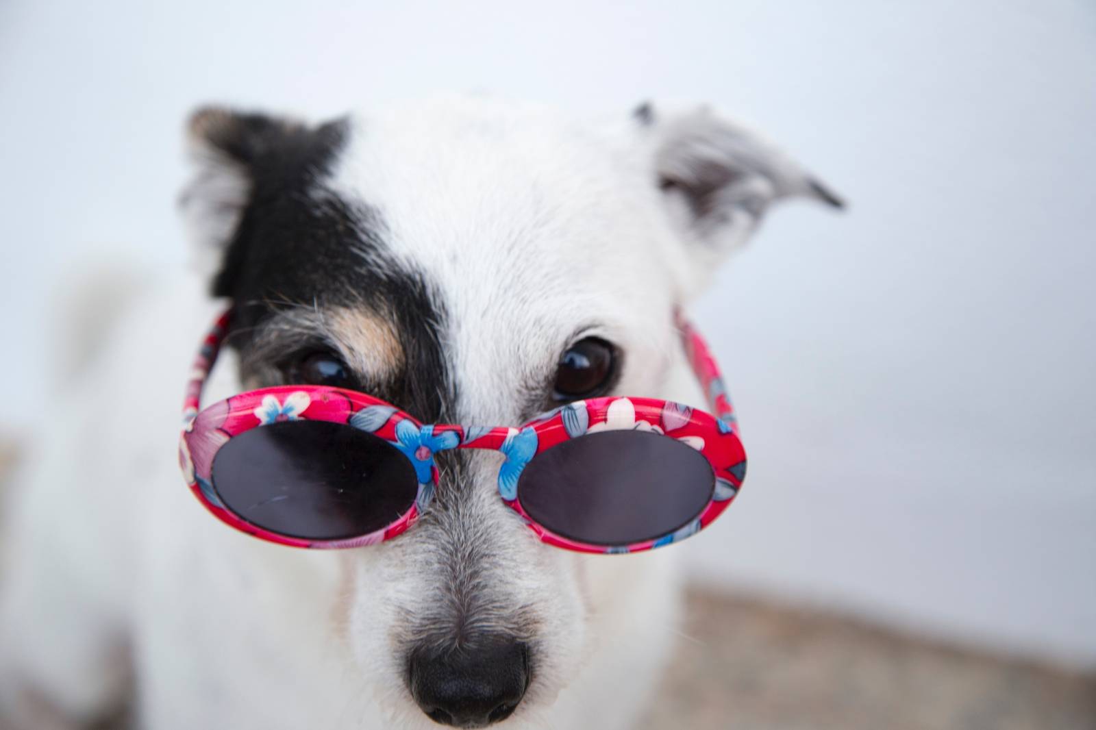 Dogs in viral videos Trending videos with dogs